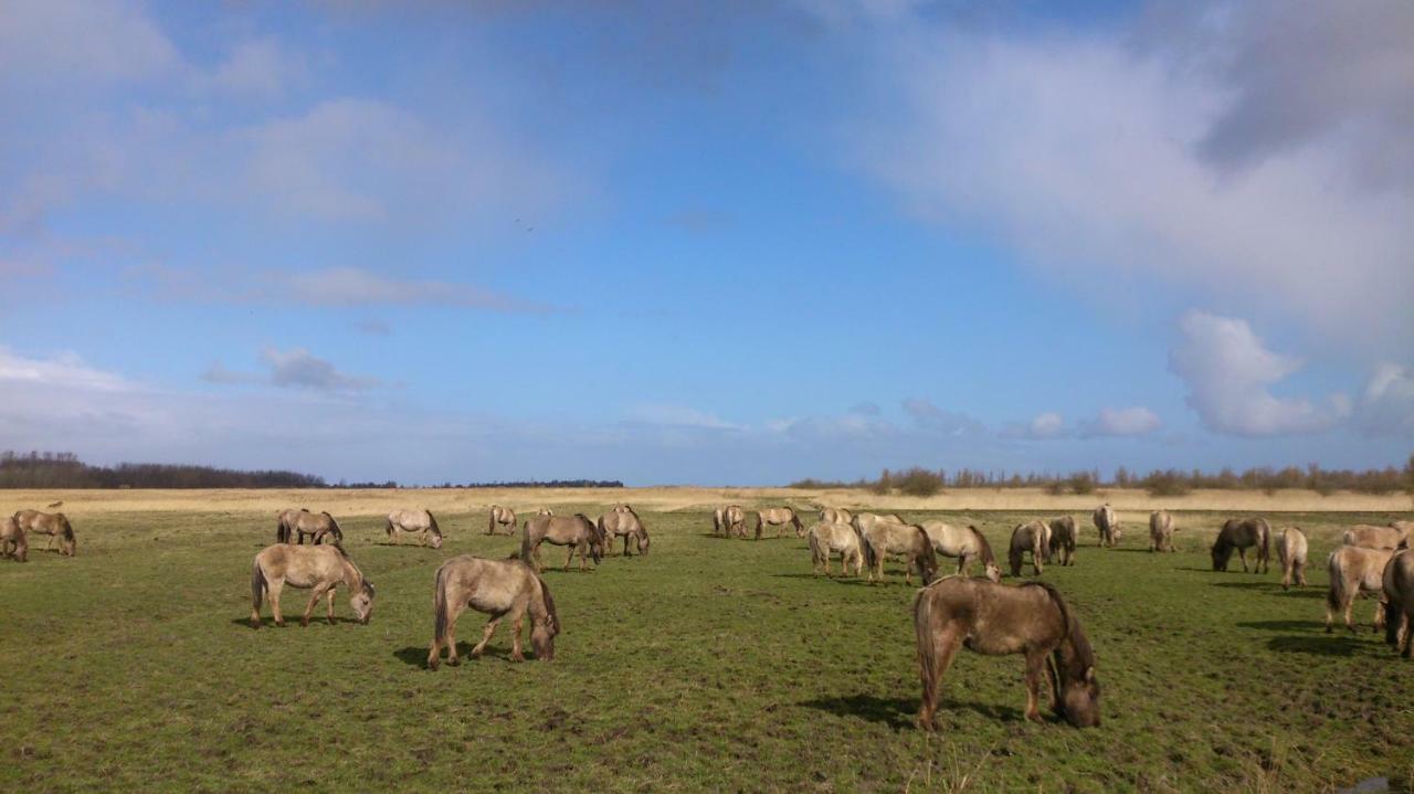 Vila Wad Else Lauwersoog Exteriér fotografie